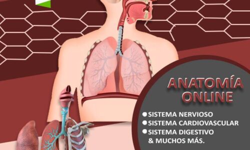 Anatomía